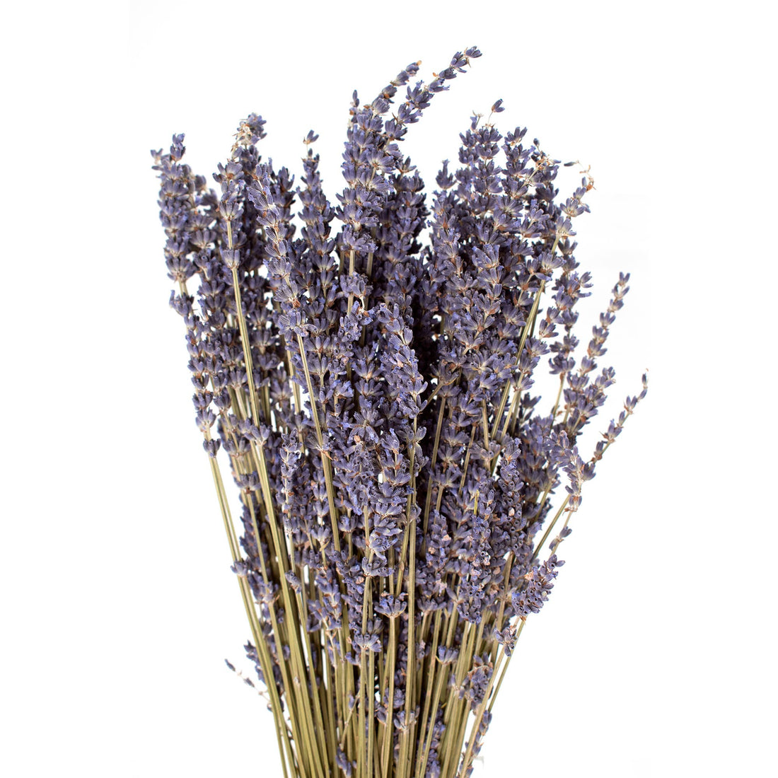 French Lavender Bundle