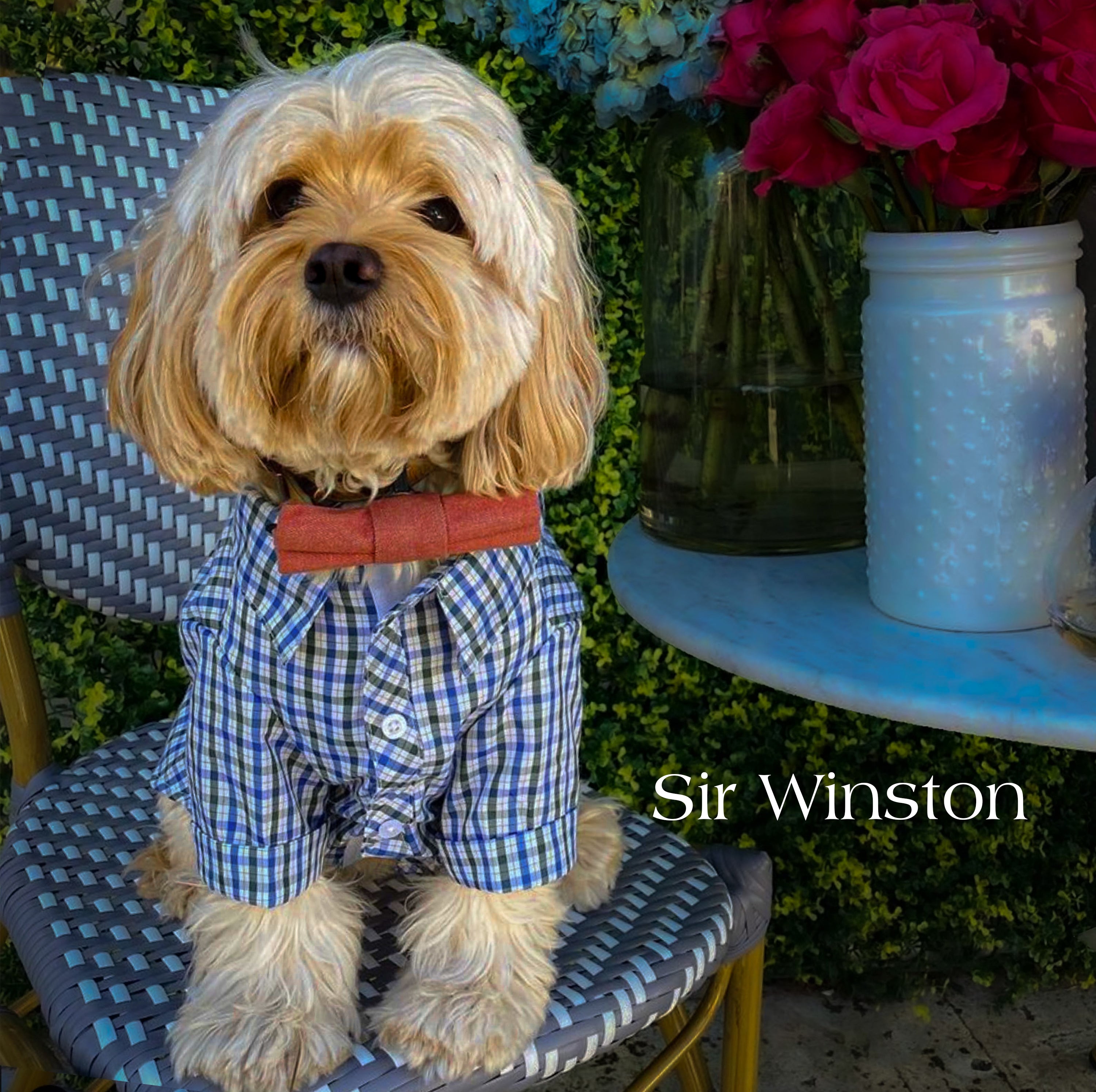 Anthea Le Jardin Sir Winston